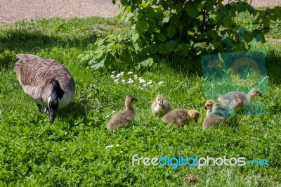 Canada Goose (branta Canadensis) And Goslings On The Banks Of Th… Stock Photo