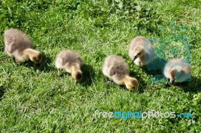 Canada Goose (branta Canadensis) Goslings On The Banks Of The Ri… Stock Photo