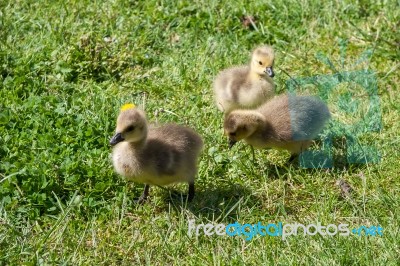 Canada Goose (branta Canadensis) Goslings On The Banks Of The Ri… Stock Photo