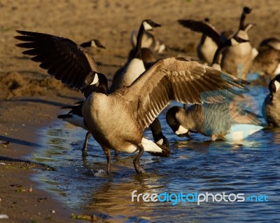 Canada Goose Shows His Beautiful Wings Stock Photo