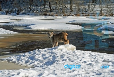 Canada Lynx Stock Photo