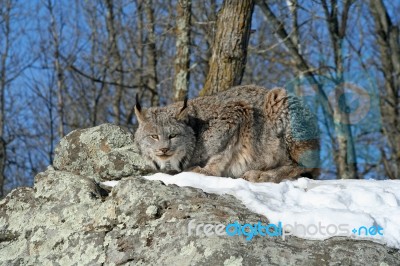 Canada Lynx Stock Photo