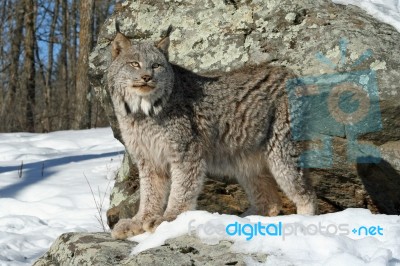 Canada Lynx Stock Photo