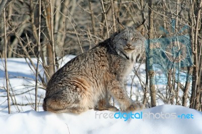 Canada Lynx Stock Photo