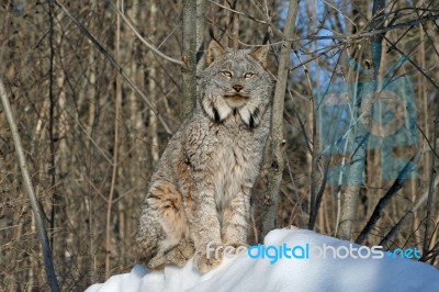 Canada Lynx Stock Photo