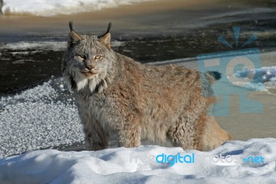 Canada Lynx Stock Photo