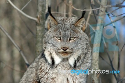 Canada Lynx Stock Photo