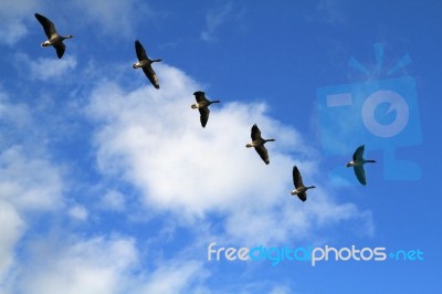 Canadian Geese Flying In Formation Stock Photo