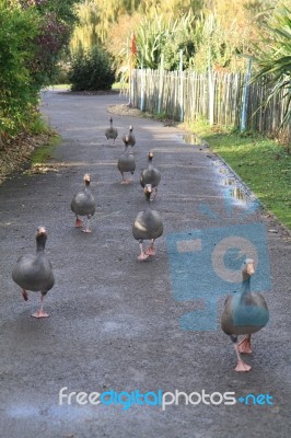 Canadian Geese Taking A Stroll Stock Photo