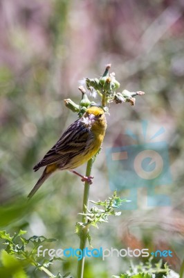 Canary (serinus Canaria) Clinging To A Thistle Stock Photo