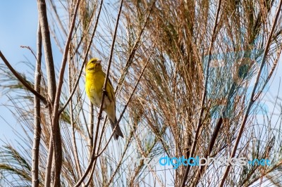 Canary (serinus Canaria) Clinging To A Tree Stock Photo