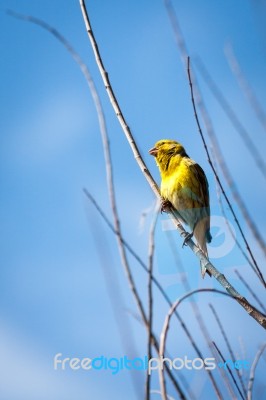 Canary (serinus Canaria) Perched On A Branch Stock Photo