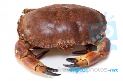 Cancer Pagurus Sea Crab On White Background Stock Photo