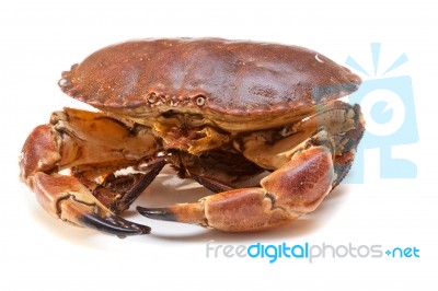 Cancer Pagurus Sea Crab On White Background Stock Photo