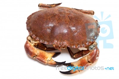 Cancer Pagurus Sea Crab On White Background Stock Photo