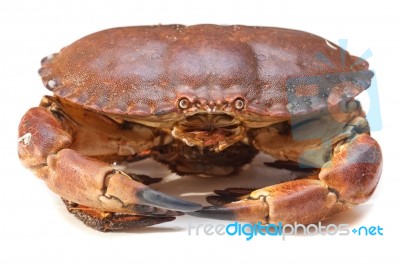 Cancer Pagurus Sea Crab On White Background Stock Photo