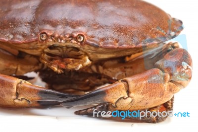 Cancer Pagurus Sea Crab On White Background Stock Photo