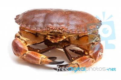 Cancer Pagurus Sea Crab On White Background Stock Photo