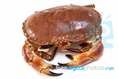 Cancer Pagurus Sea Crab On White Background Stock Photo