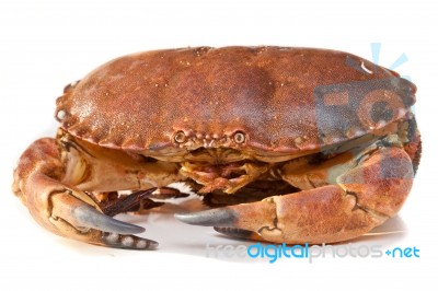 Cancer Pagurus Sea Crab On White Background Stock Photo