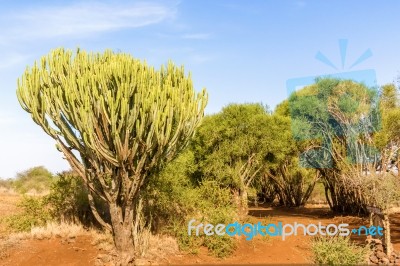 Candelabra Euphorbia Tree Euphorbia Candelabrum, Kenya Stock Photo