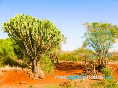 Candelabra Euphorbia Tree Euphorbia Candelabrum, Kenya Stock Photo