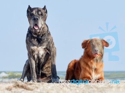 Cane Corso And New Scotland Retriever Stock Photo