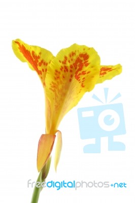 Canna Flower On White Stock Photo