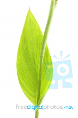 Canna Lily Leaf On White Background Stock Photo