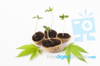 Cannabis Plant Vegetative Stage Of Marijuana Growing Marijuana Leaves Stock Photo