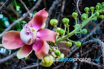 Cannonball Flower Or Sal Flower Stock Photo