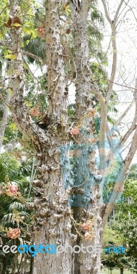 Cannonball Tree Couroupita Guianensis Stock Photo