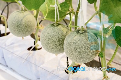 Cantaloupe Melon Growing In A Greenhouse Stock Photo