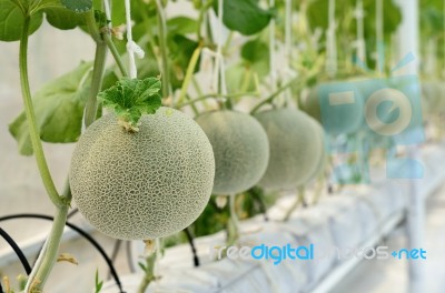 Cantaloupe Melon Growing In A Greenhouse Stock Photo