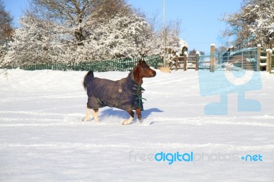 Cantering In The Snow Stock Photo