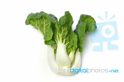 Canton Pak Choi Stock Photo