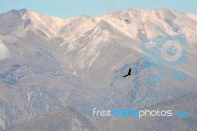 Canyon Of The Colca, Peru Stock Photo