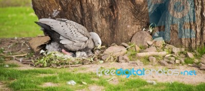 Cape Barren Goose With Her Nest Stock Photo