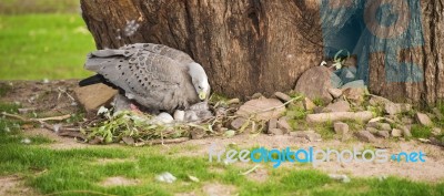 Cape Barren Goose With Her Nest Stock Photo