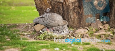 Cape Barren Goose With Her Nest Stock Photo