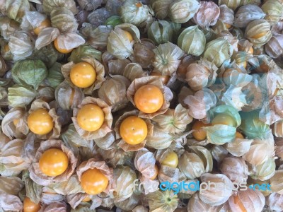 Cape Gooseberry Fruits Background In Chiang Mai,thailand Stock Photo