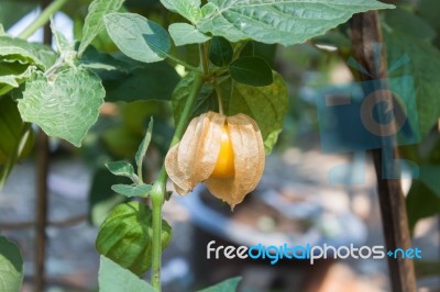 Cape Gooseberry On Green Background Stock Photo