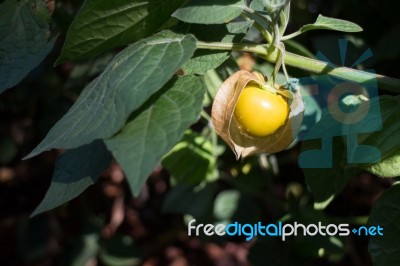 Cape Gooseberry Plant In The Garden Stock Photo