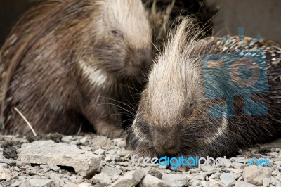 Cape Porcupine Stock Photo