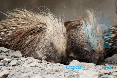 Cape Porcupine Stock Photo