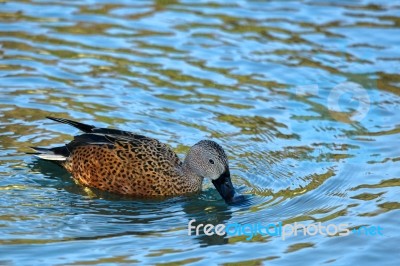 Cape Shoveler (anas Smithii) Stock Photo