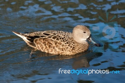 Cape Shoveler (anas Smithii) Stock Photo