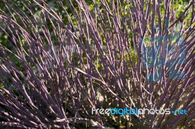 Caper Plant Stock Photo