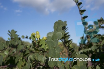 Caper Plant Stock Photo