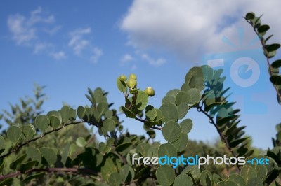 Caper Plant Stock Photo